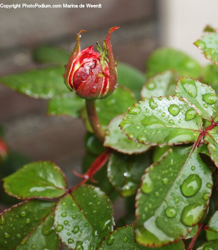 Bud, Plant, Blossom, Flora, Flower, Geranium, Conifer