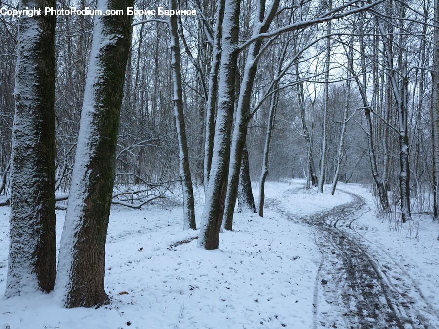 Forest, Vegetation, Grove, Land, Birch, Tree, Wood
