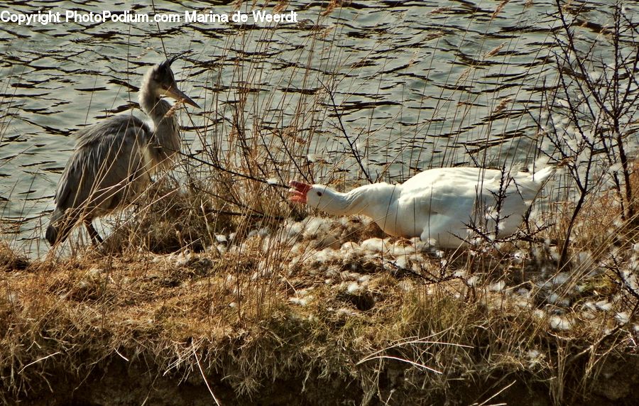 Bird, Crane Bird, Heron, Waterfowl, Goose, Land, Marsh