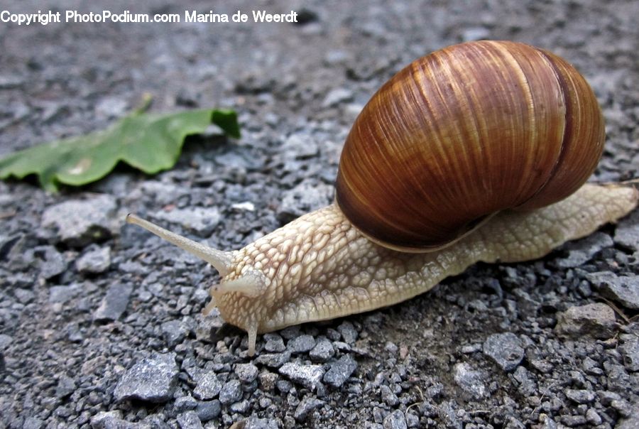 Invertebrate, Snail