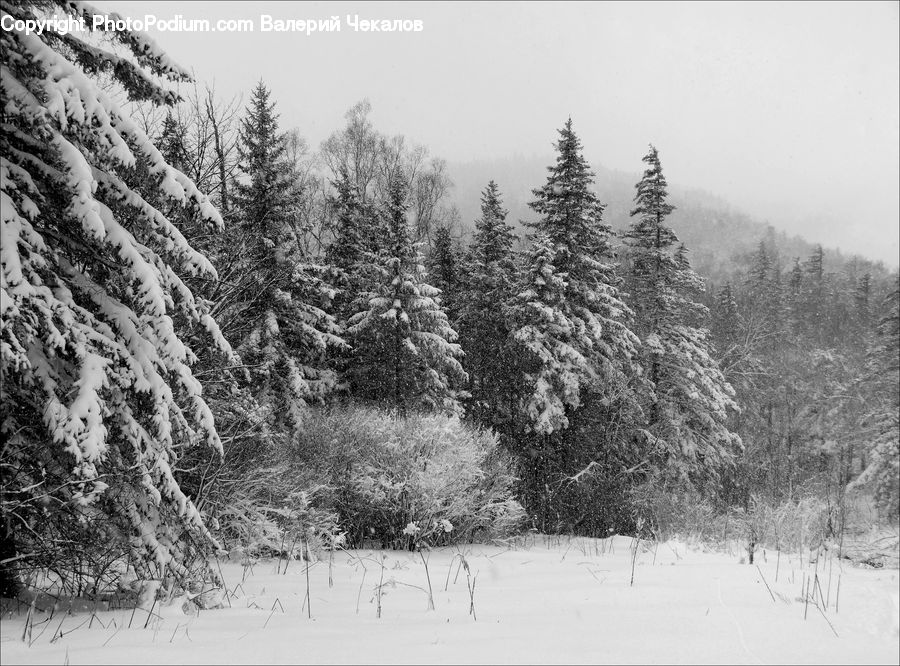 Conifer, Fir, Pine, Spruce, Wood, Ice, Outdoors