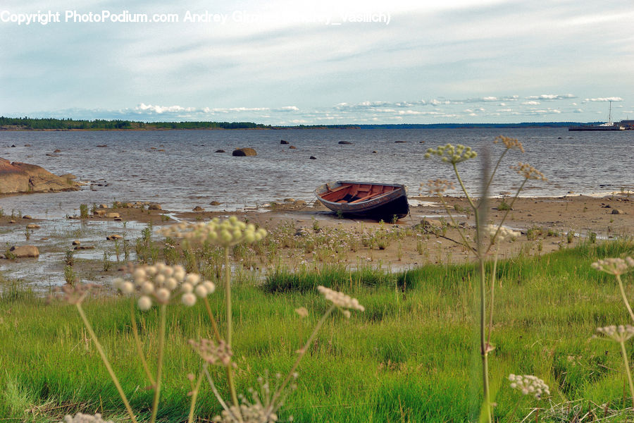 Boat, Rowboat, Vessel, Field, Grass, Grassland, Plant