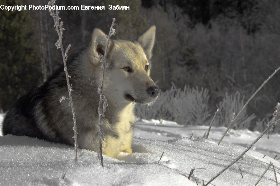 Animal, Canine, Dog, Husky, Mammal, Pet, White Dog