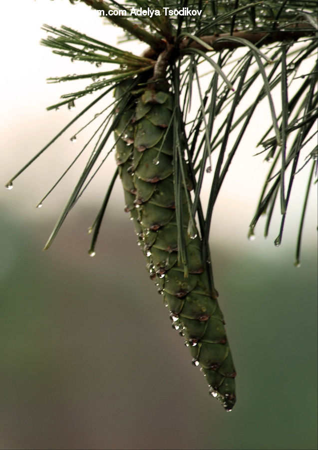 Conifer, Fir, Plant, Tree, Pine, Spruce, Wood