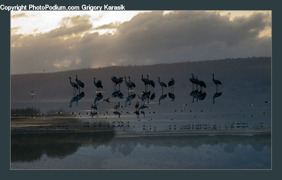 Bird, Crane Bird, Heron, Art, Modern Art
