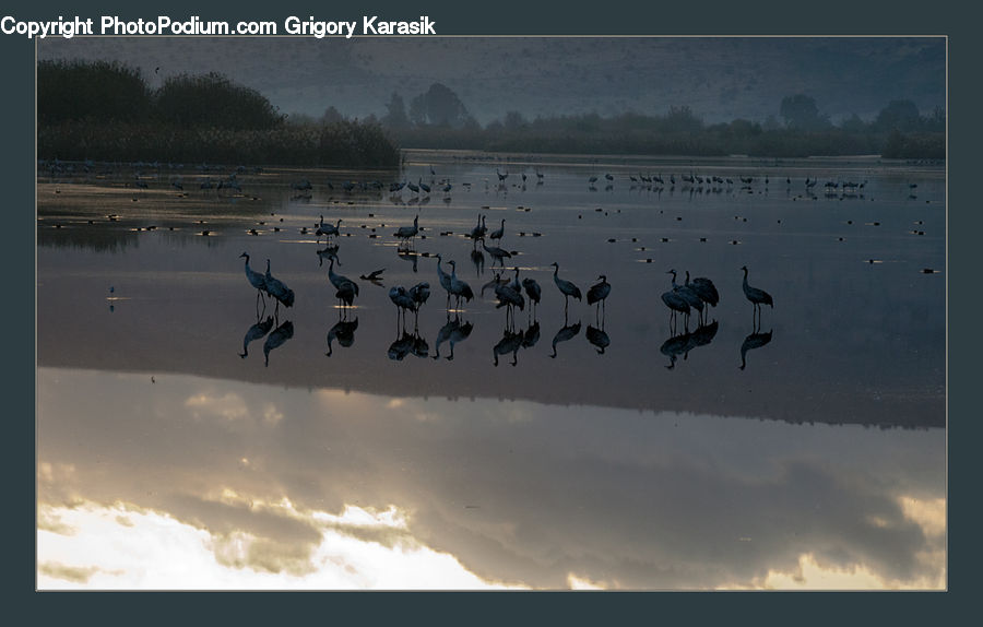 Bird, Seagull, Crane Bird, Heron, Flying, Outdoors, Sea