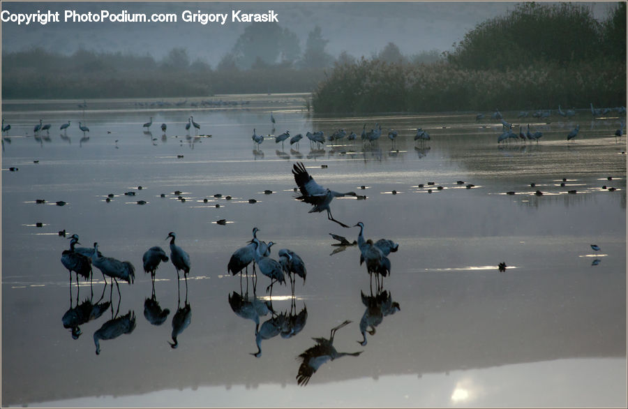 Ardeidae, Bird, Crane Bird, Heron, Stork, Waterfowl, Leisure Activities