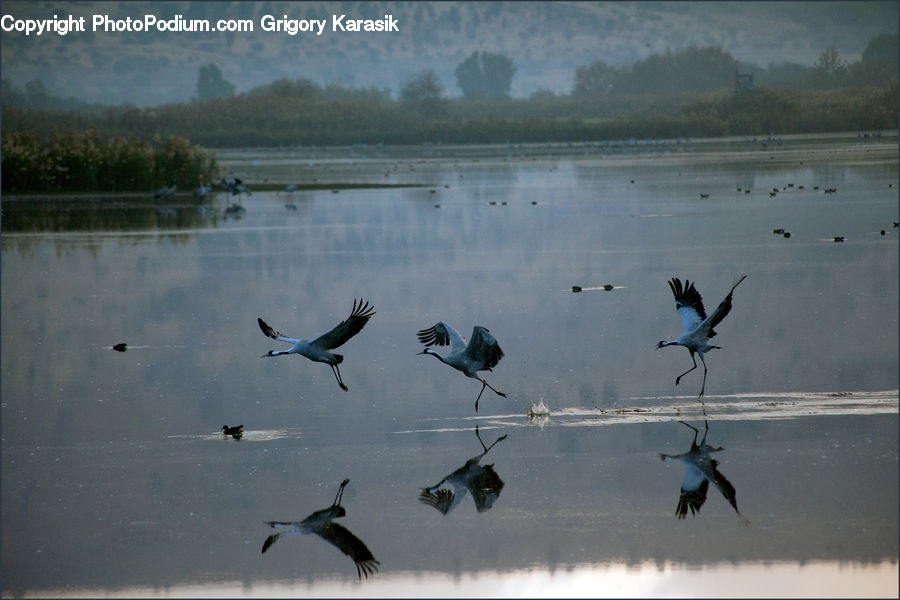 Bird, Stork, Crane Bird, Heron, Swallow, Pelican, Ardeidae