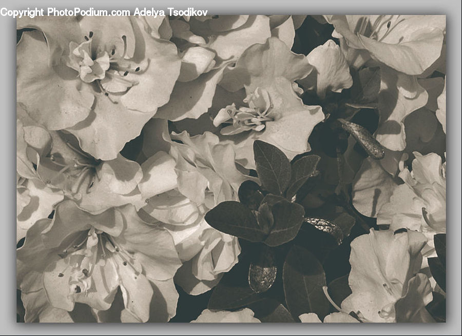 Art, Modern Art, Paper, Flora, Flower, Gladiolus, Plant