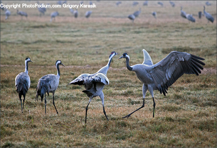 Bird, Crane Bird, Heron, Aircraft, Airplane, Ardeidae, Waterfowl