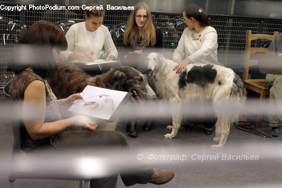 People, Person, Human, Animal, Canine, Dog, Eskimo Dog
