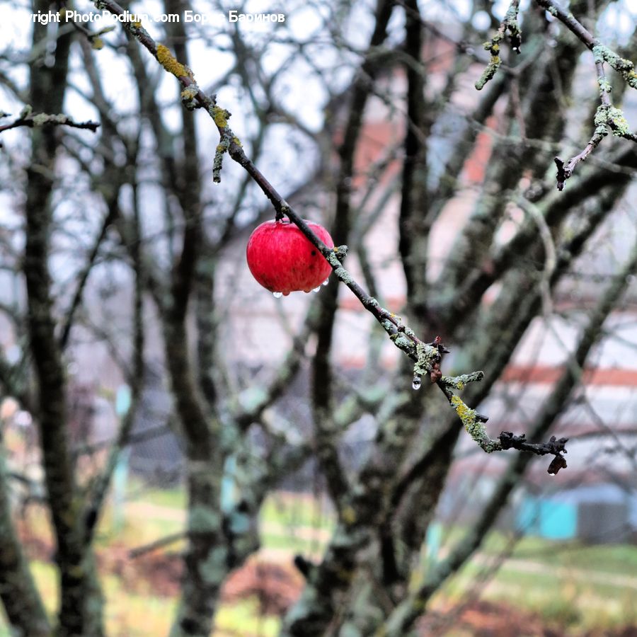 Apple, Fruit, Birch, Tree, Wood, Cherry, Blossom