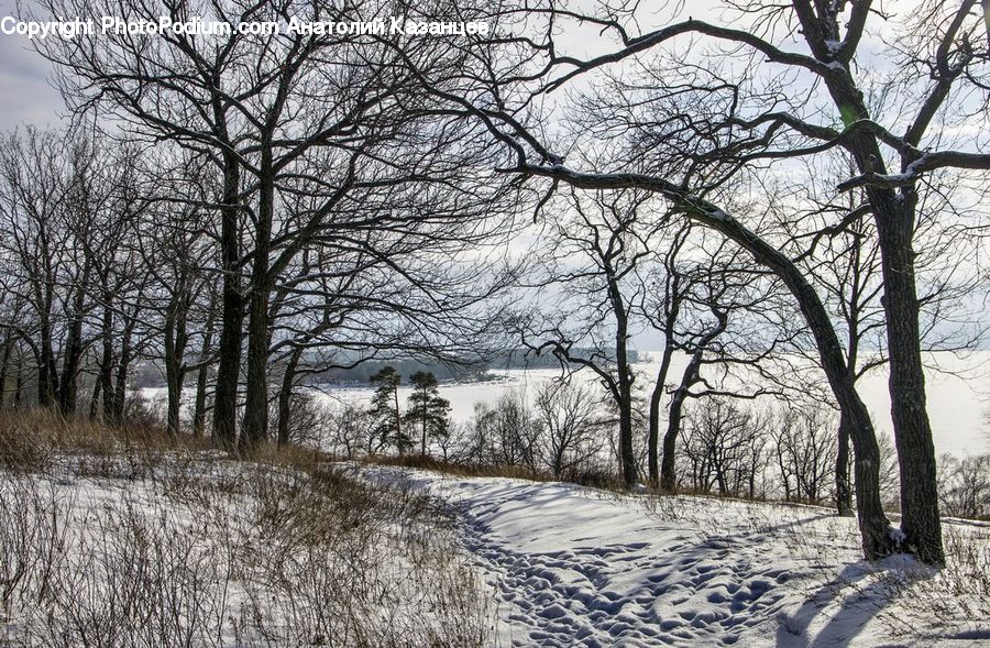 Frost, Ice, Outdoors, Snow, Plant, Tree, Countryside