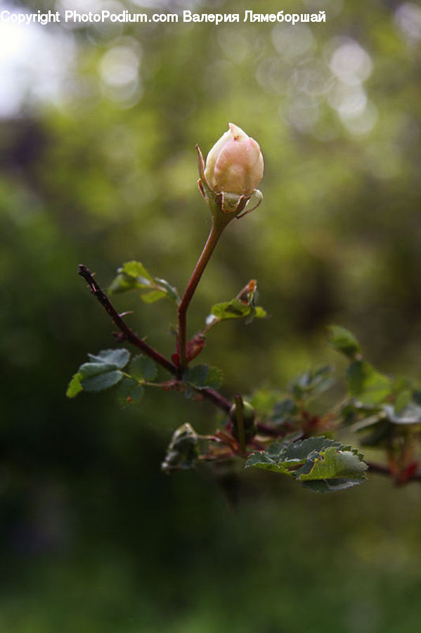 Bud, Plant, Ivy, Vine, Leaf, Blossom, Flora