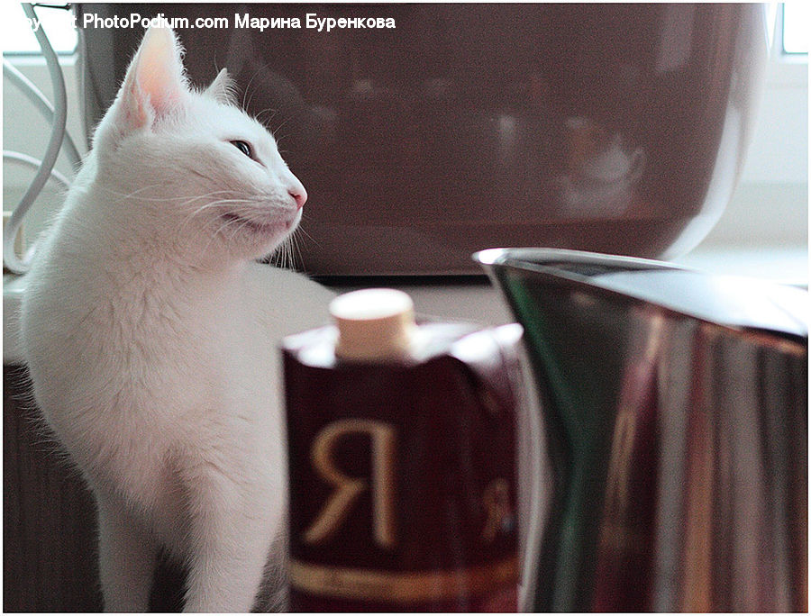 Animal, Cat, Mammal, Manx, Pet, Coffee Cup, Cup