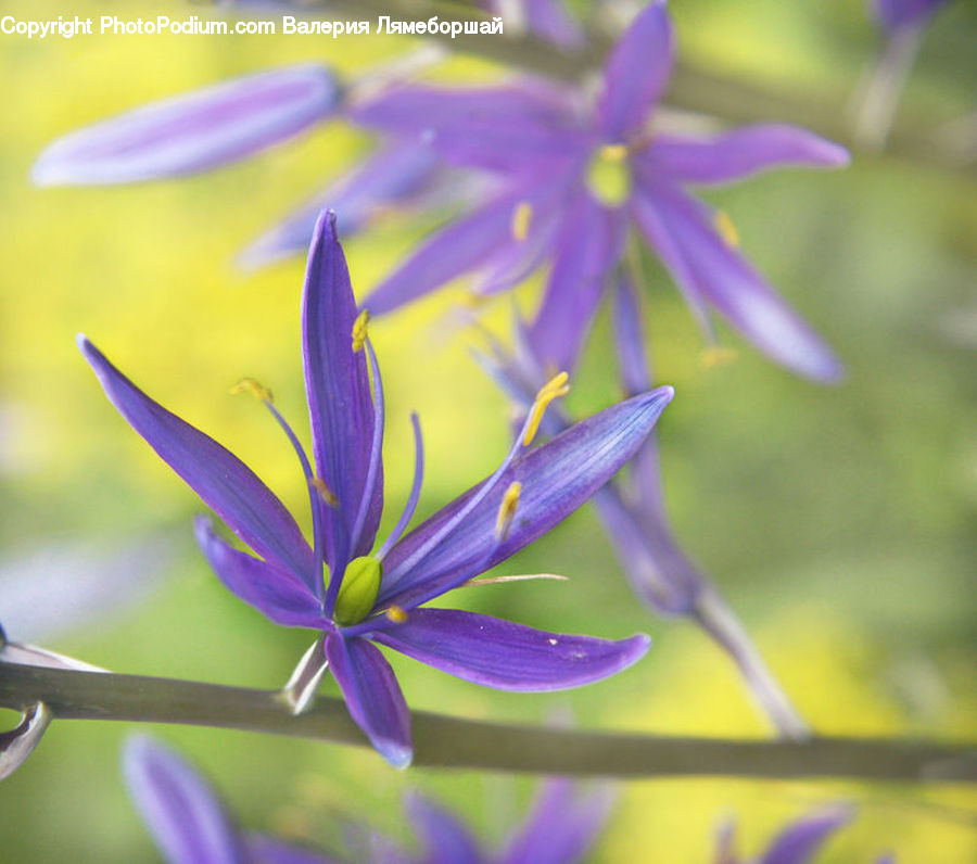 Blossom, Flora, Flower, Geranium, Plant, Crocus, Lupin