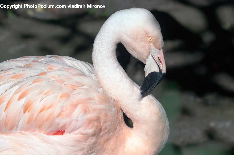 Bird, Flamingo, Flock