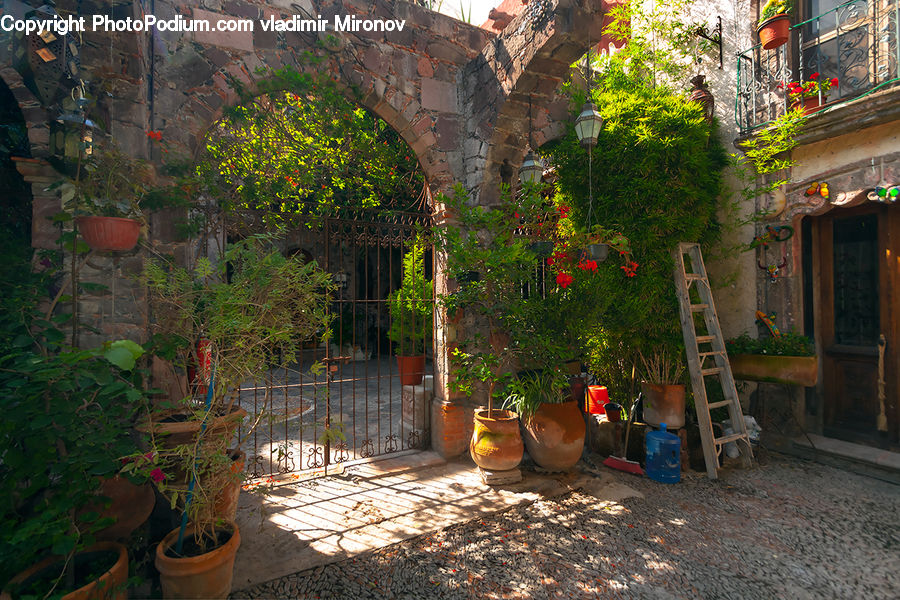 Plant, Potted Plant, Patio, Pot, Pottery, Backyard, Yard