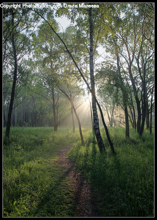 Dirt Road, Gravel, Road, Forest, Vegetation, Grove, Land