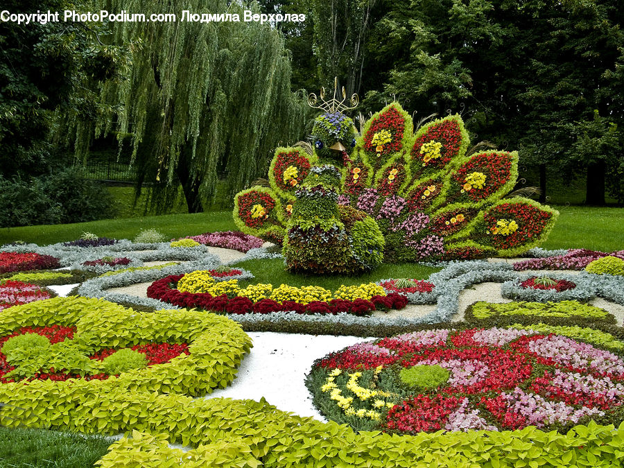 Garden, Bush, Plant, Vegetation, Blossom, Flora, Flower