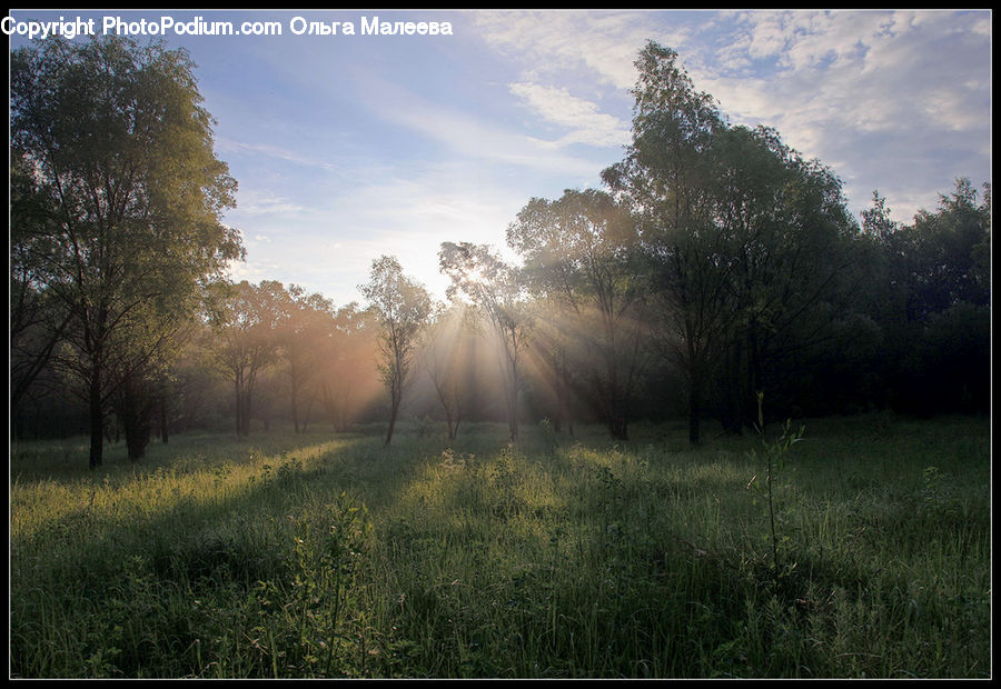 Fog, Field, Grass, Grassland, Plant, Mist, Outdoors