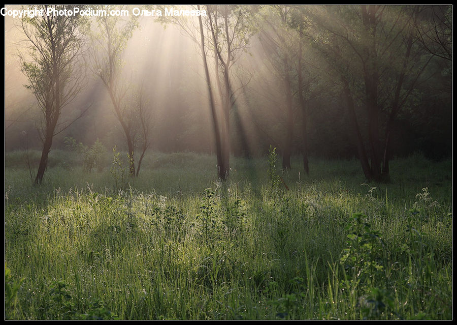 Field, Grass, Grassland, Plant, Fog, Mist, Outdoors