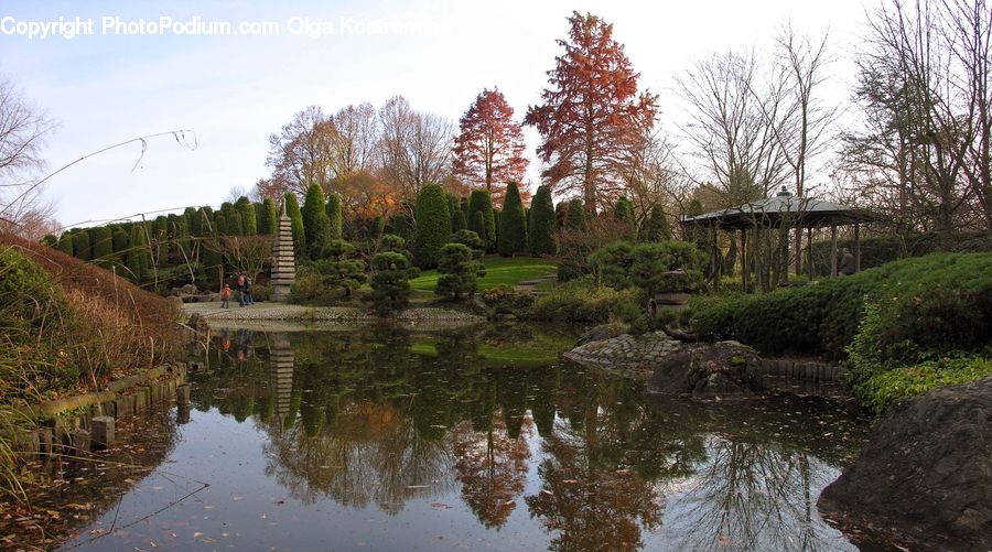 Outdoors, Pond, Water, Soil, Rock, Blossom, Flora