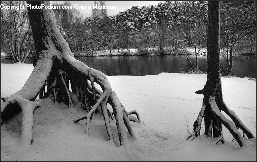 Ice, Outdoors, Snow, Sand, Soil, Plant, Tree