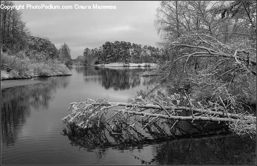 Water, Plant, Tree, Forest, Vegetation, Countryside, Outdoors