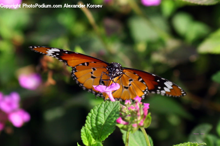 Butterfly, Insect, Invertebrate, Blossom, Flora, Flower, Plant