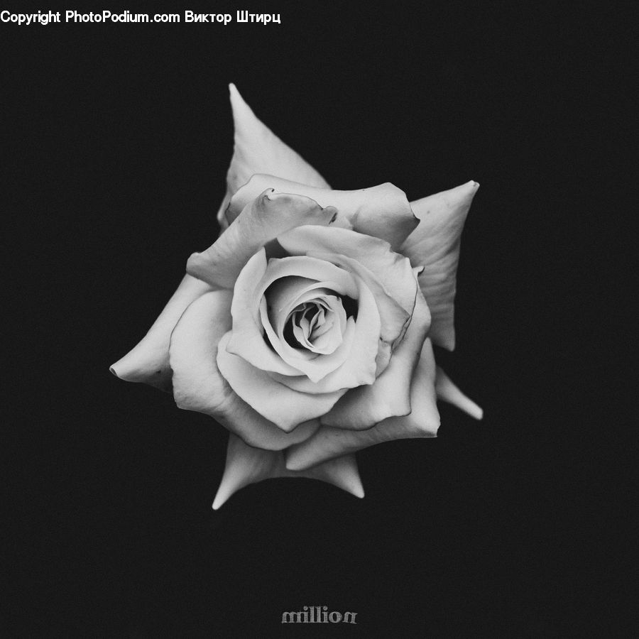 Paper, Flower, Flower Arrangement, Flower Bouquet, Blossom, Plant, Rose