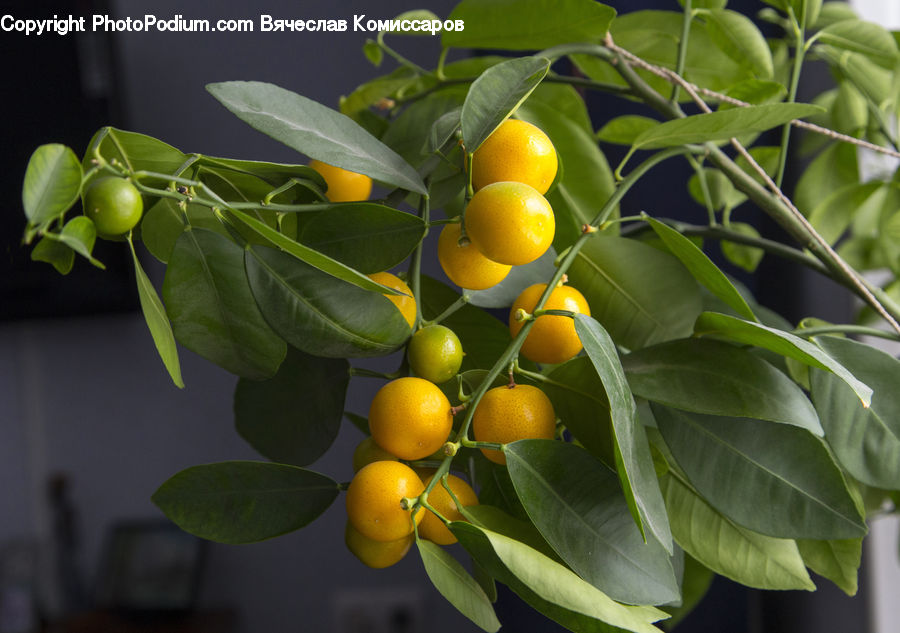 Citrus Fruit, Fruit, Grapefruit, Plant, Grapes, Blossom, Flora