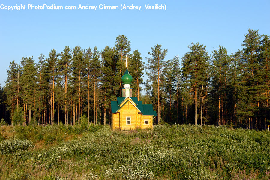 Building, Cottage, Housing, Conifer, Fir, Plant, Tree