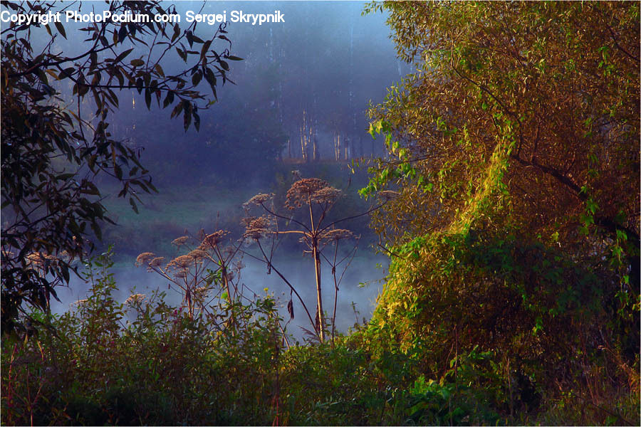Bush, Plant, Vegetation, Forest, Jungle, Landscape, Nature