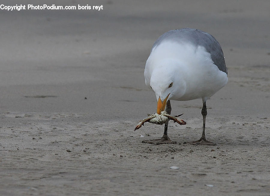 Bird, Seagull, Beak, Beach, Coast, Outdoors, Sea