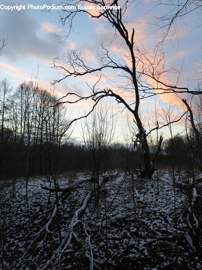 Land, Marsh, Outdoors, Swamp, Water, Grass, Plant