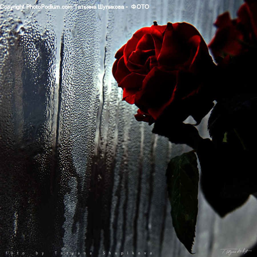 People, Person, Human, Blossom, Flora, Flower, Geranium