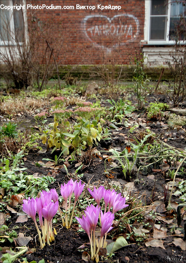 Blossom, Crocus, Flora, Flower, Plant, Deck, Housing