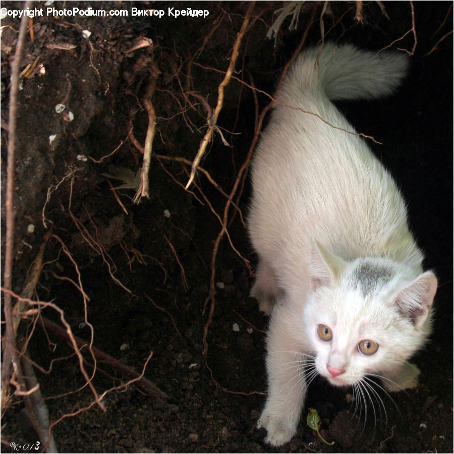 Animal, Cat, Kitten, Mammal, Pet, Manx, Siamese