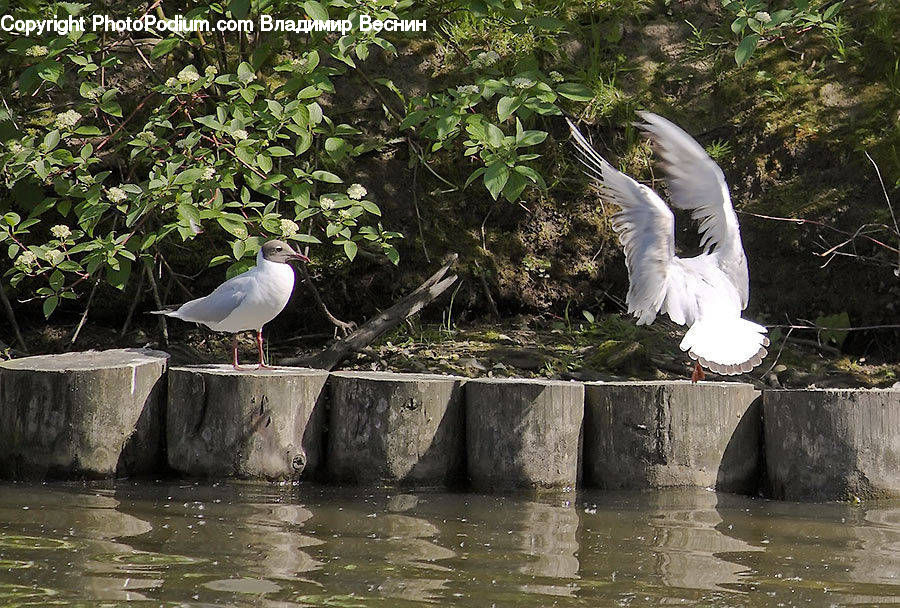 Plant, Potted Plant, Bird, Crane Bird, Heron, Pigeon, Seagull