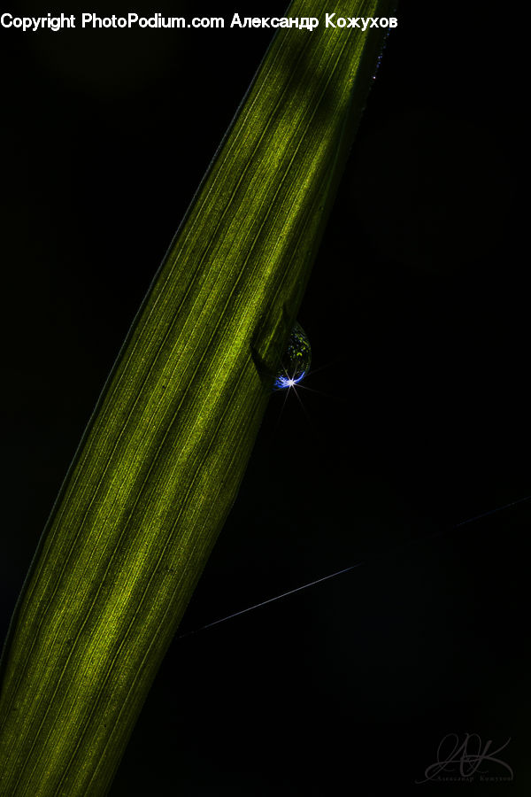 Cucumber, Vegetable, Droplet