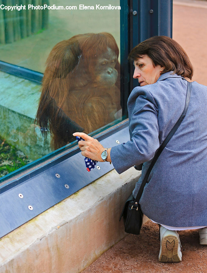 People, Person, Human, Animal, Mammal, Monkey, Orangutan