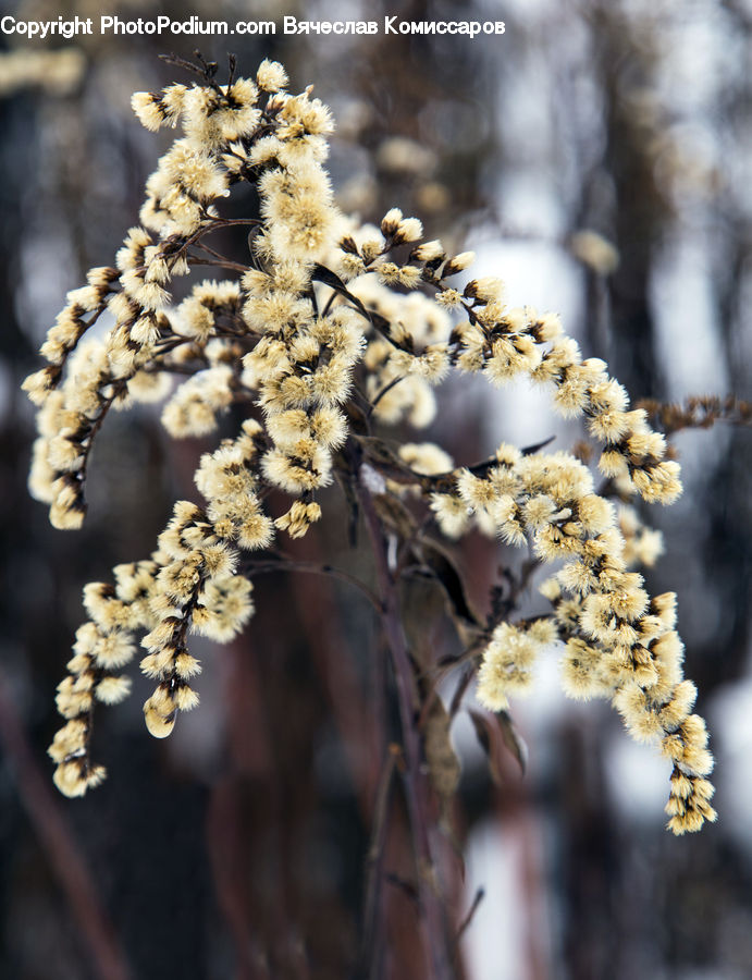 Blossom, Flora, Flower, Plant, Cherry Blossom, Conifer, Fir
