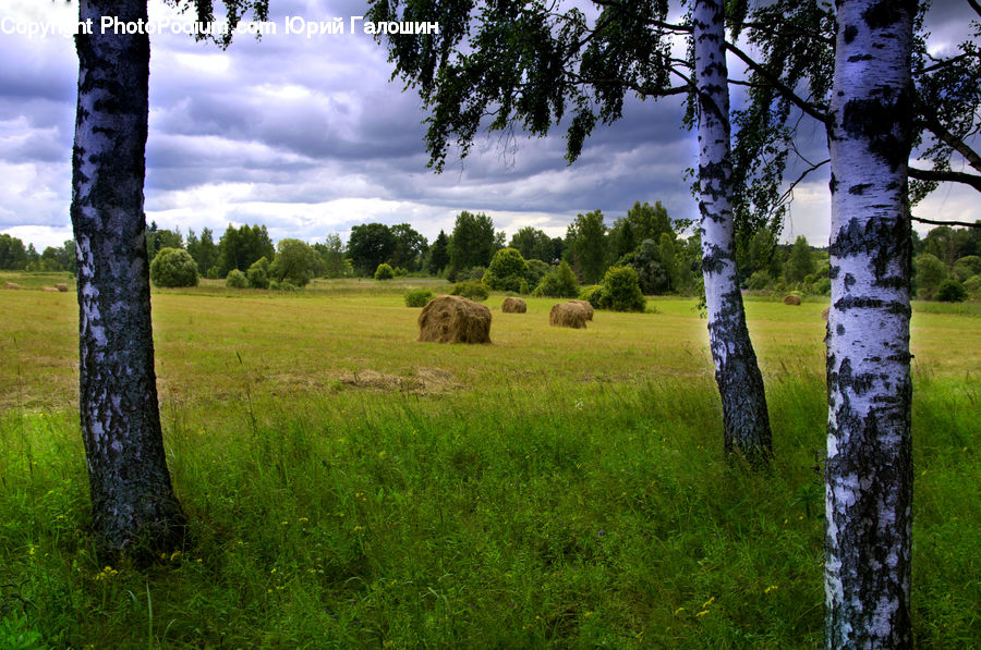Birch, Tree, Wood, Tree Trunk, Plant, Oak, Field