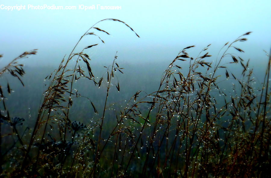 Field, Grass, Grassland, Plant, Reed, Blossom, Flora