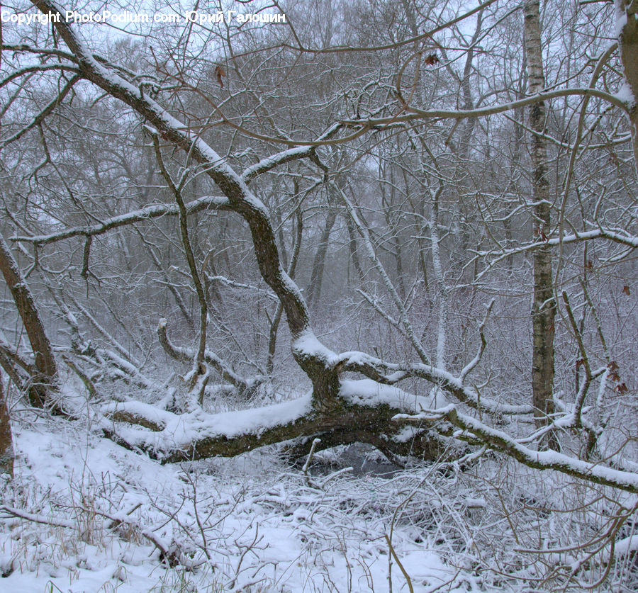 Ice, Outdoors, Snow, Forest, Vegetation, Antler, Grove