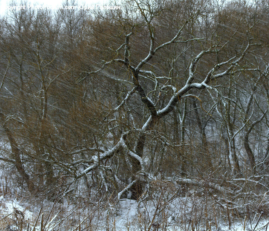 Birch, Tree, Wood, Forest, Vegetation, Landscape, Nature