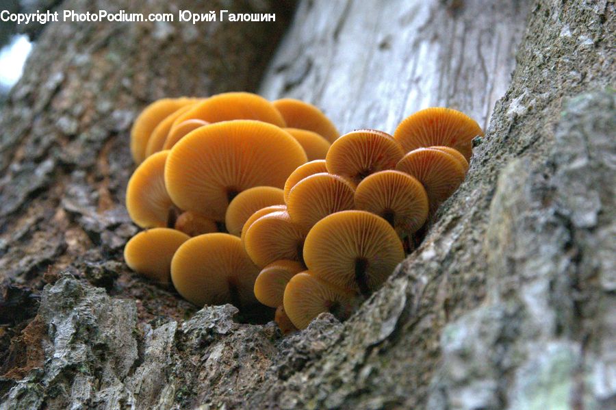 Agaric, Amanita, Fungus, Mushroom, Plant