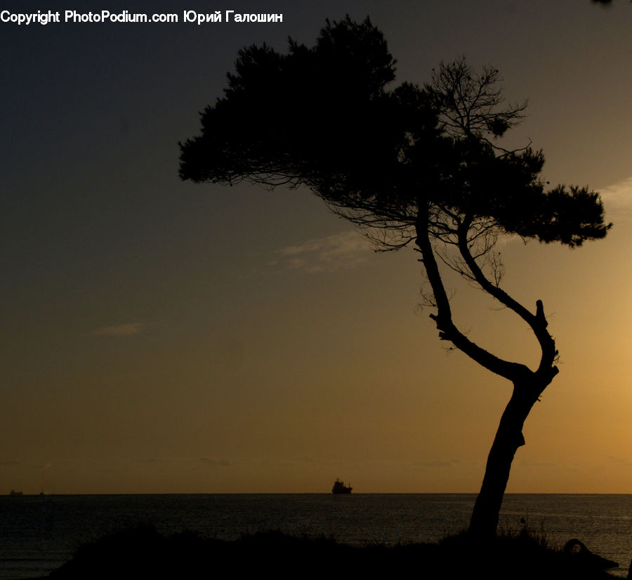 Plant, Tree, Conifer, Fir, Silhouette, Oak, Wood