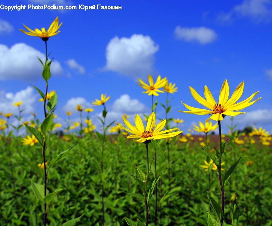 Cosmos, Daisies, Daisy, Flower, Plant, Field, Grass